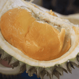 bibit durian duri hitam kualitas super bersifat genjah hasil melimpah
