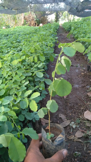 Bibit pohon sonokeling