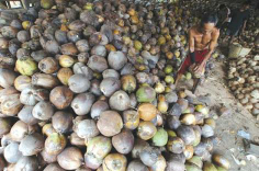 Kelapa Tua Asli Wawonii