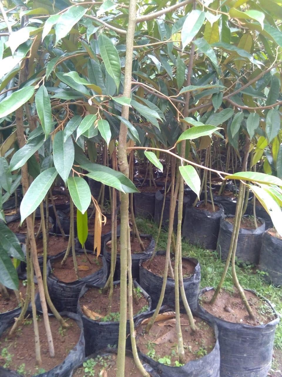 JUAL BIBIT BUAH  BUAH