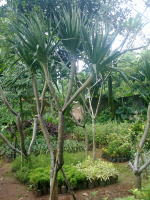 jual pohon cemara pua pua 