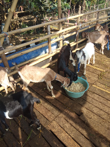 kambing JAGAL
