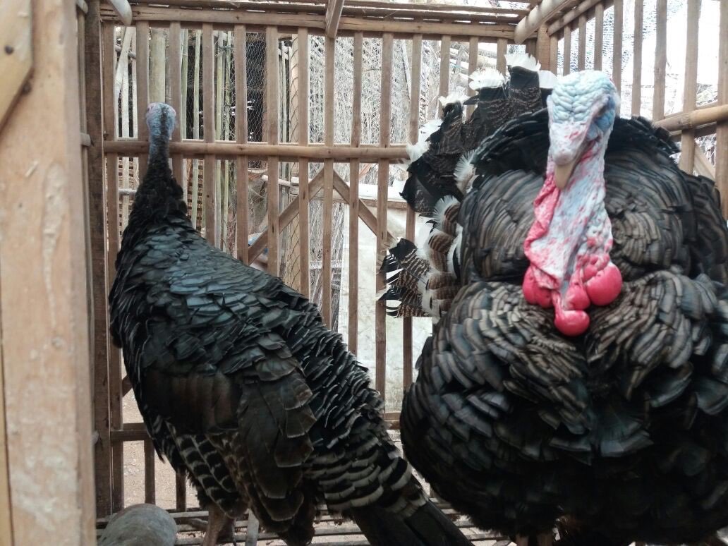 Dijual Ayam Kalkun Bronze dari Usia Anakan sampai Indukan