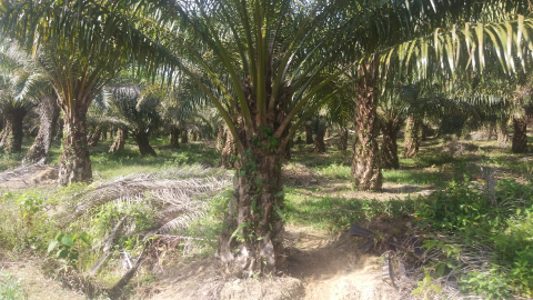 lahan kebun sawit