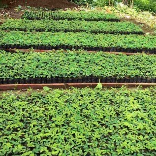Jual bibit pohon dan hortikultura (Sukabumi dsk.)