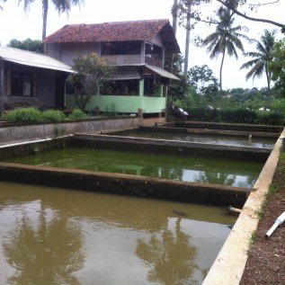 Jual Empang (Kolam)