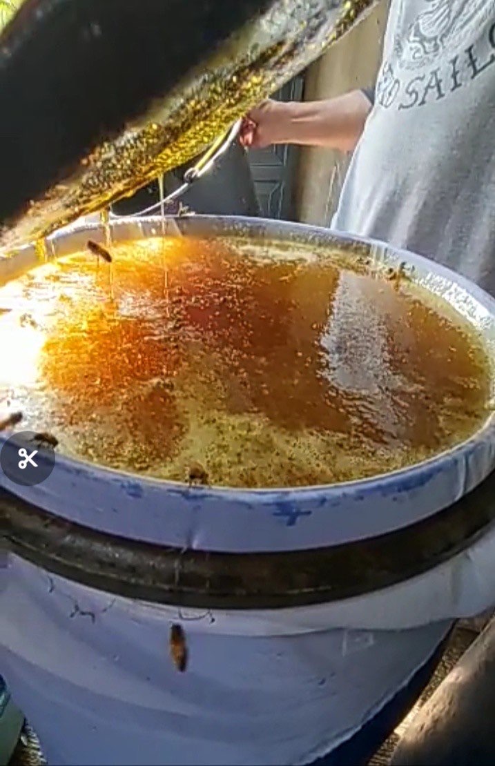 madu asli murah 