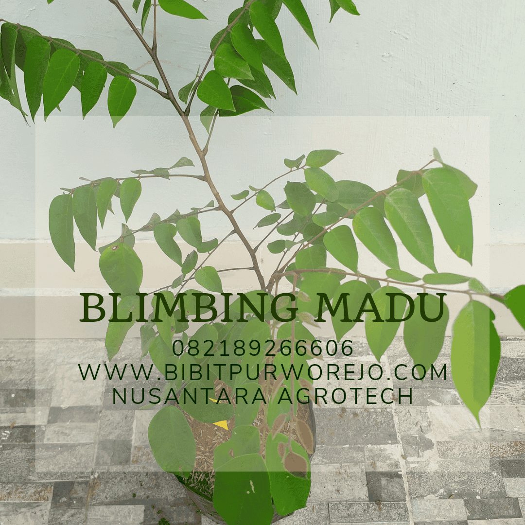 bibit belimbing madu