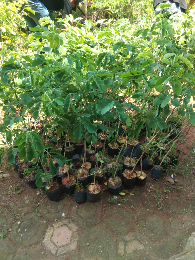 jual pohon cemara tretes 