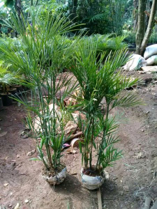 jual pohon palem komodoria 
