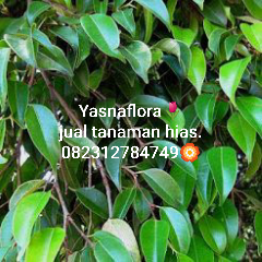 jual pohon beringin golkar 