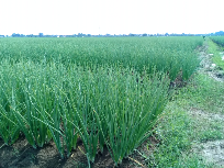 Bawang Merah Brebes