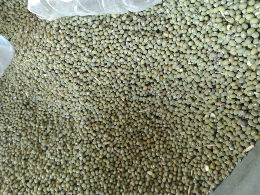 kacang hijau cambah