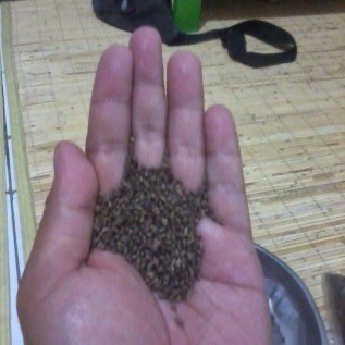 Jual Benih Balsa (Ochroma bicolor)