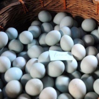 Jual telur asin berkwalitas