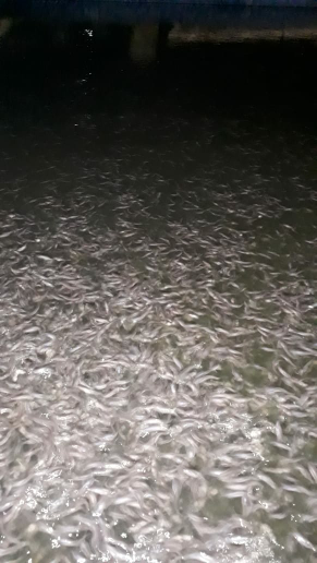 Lele konsumsi isi per kg 6-9 ekor
