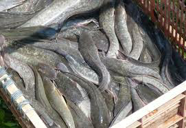 ikan lele kosumsi 7-8 ekor/kg