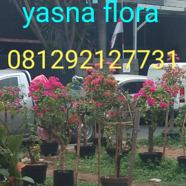 jual pohon liang Liu 