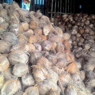Jual Kelapa Tua Grade A/B