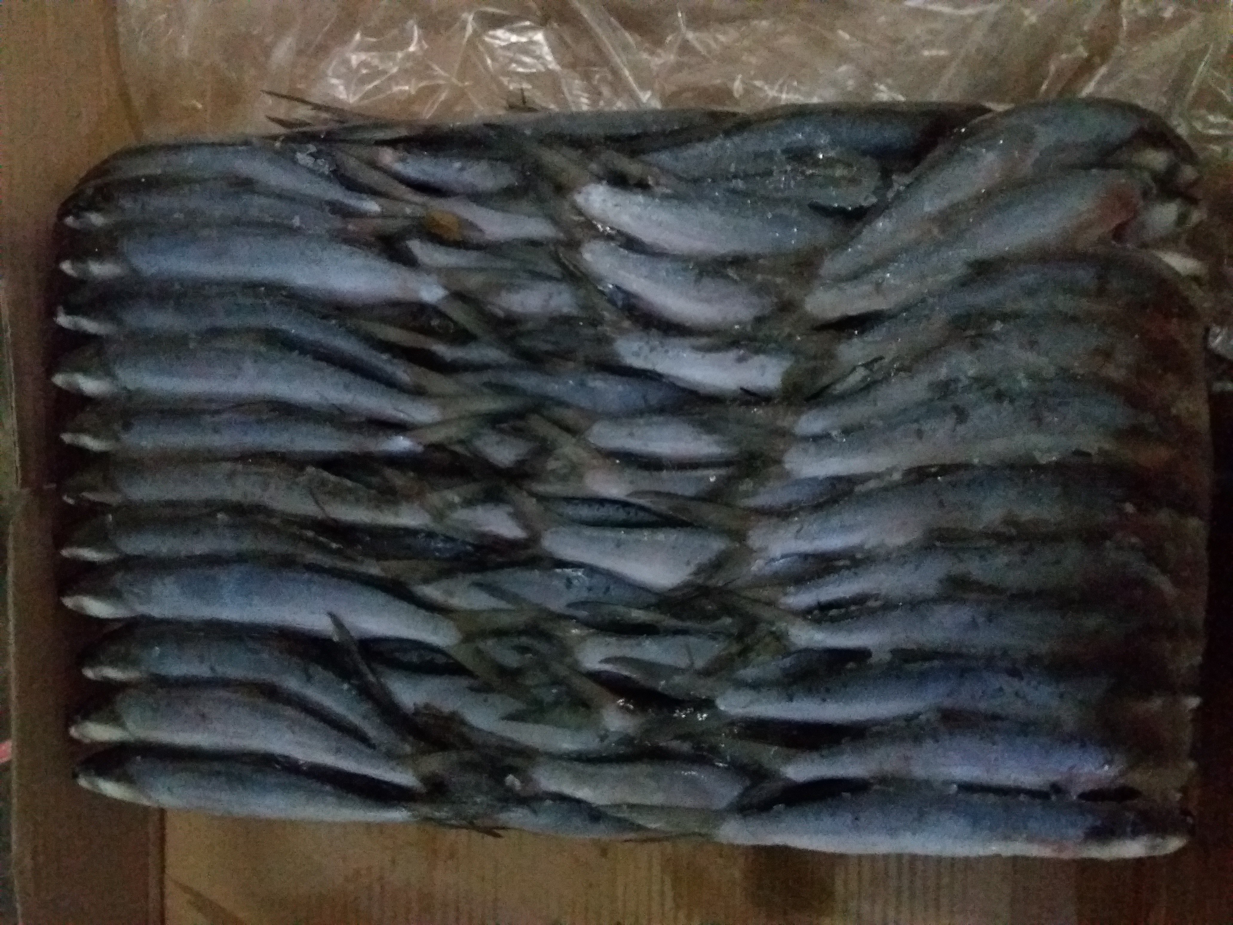 JUAL IKAN BANDENG / MILK FISH