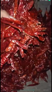 Jual Cabe Kering Teja India