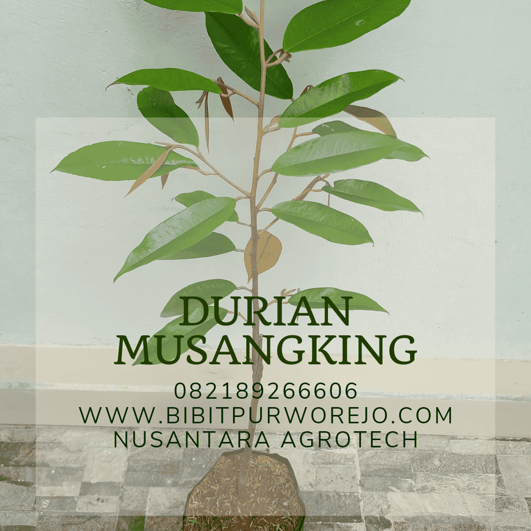 Bibit Durian Musangking, Siap Tanam