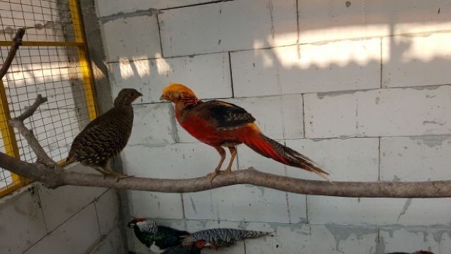 Dijual Golden Pheasent Usia Remaja dan Dewasa