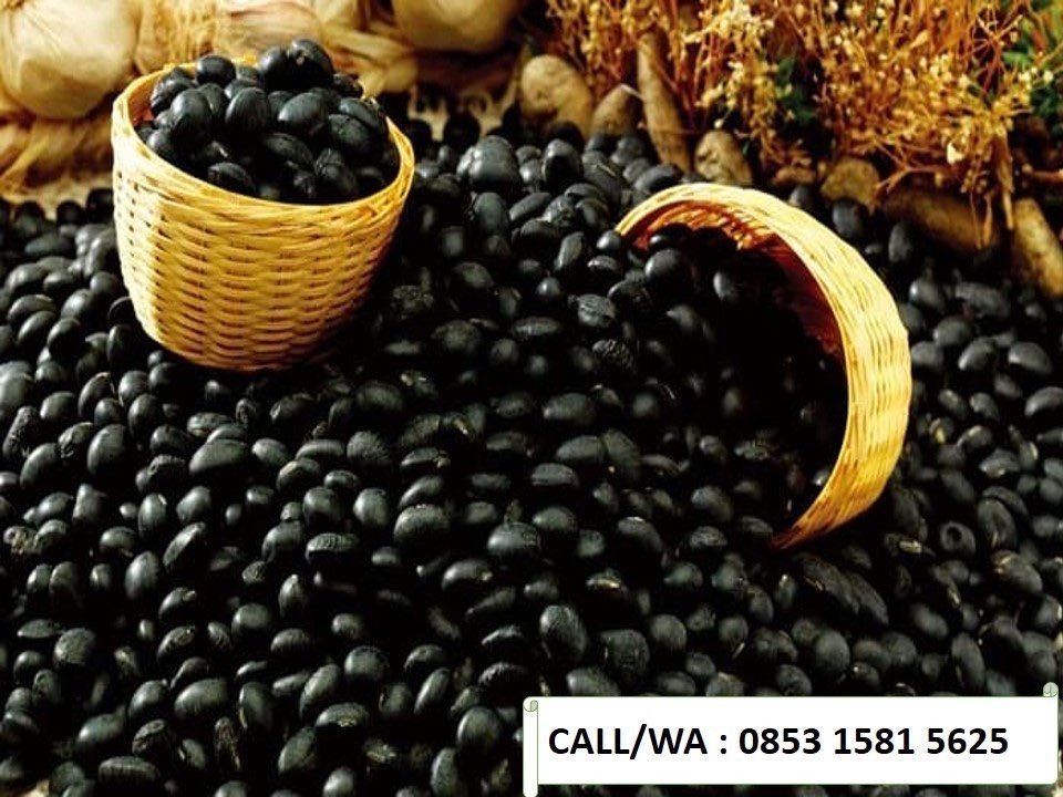KUALITAS UNGGUL!!!, WA -5625, Penyuplai Kedelai