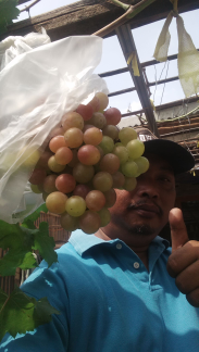 8ibit Anggur impor  varian Ninel