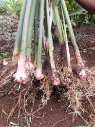 BIBIT LENGKUAS
