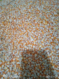 jagung