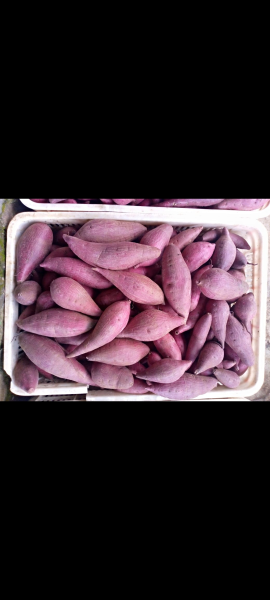 ubi ungu Murasaki ( purple sweet potato )