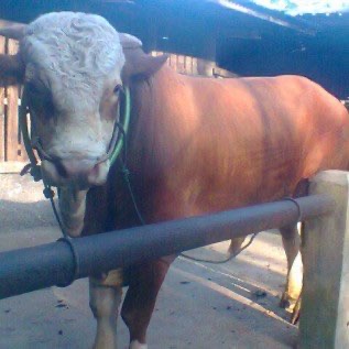 JUAL SAPI QURBAN