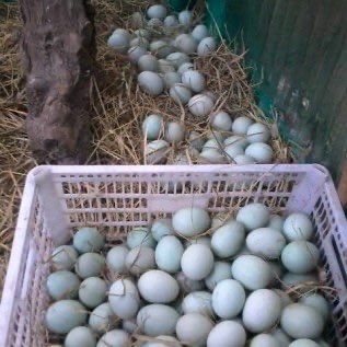 Jual Telur Bebek Konsumsi
