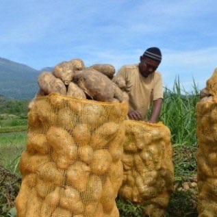 Waring Sayur Kualitas Super