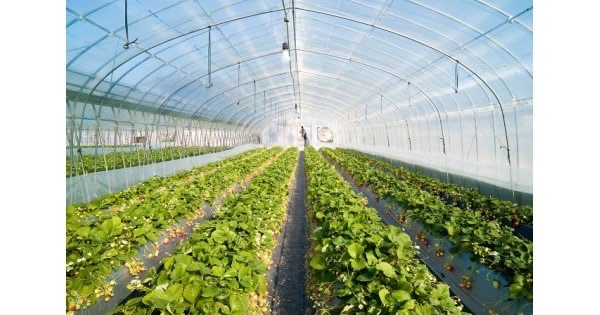 Plastik UV Greenhouse - Lim Corporation