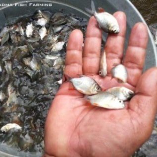 Benih Ikan Bawal