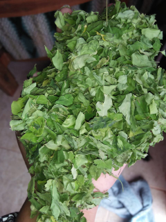 daun kelor