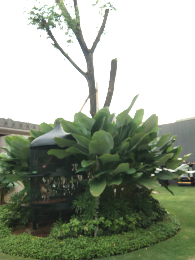 jual pohon wali songo 