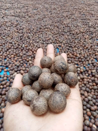 biji gebang