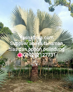 jual pohon palem bismarkia.0.8.1.2.9.2.1.2.7.7.3.1