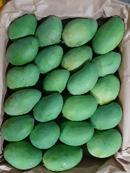 Mangga Alpukat