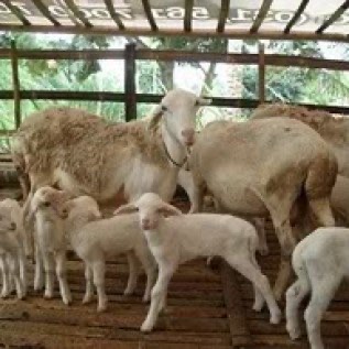 jual kambing/ domba jember