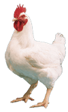 HARGA AYAM BROILER HARI INI