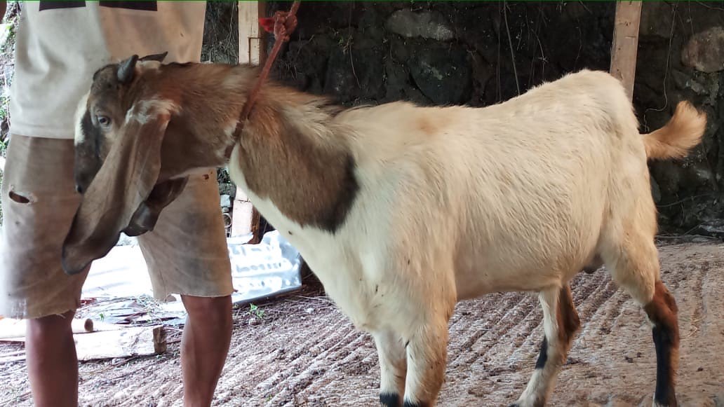 HEWAN QURBAN KAMBING (WA )