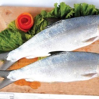 jual ikan nila bandeng &gurame segar