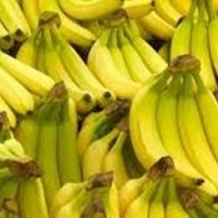 bibit pisang cavendish kualitas unggul siap tanam memuaskan