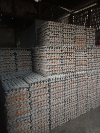 Telur Ayam