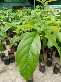 Jual Bibit alpukat Markus, miki, aligator