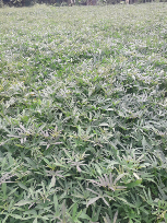 ubi madu cilembu